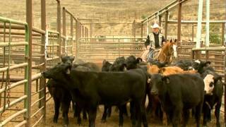 2010 BQA Award Winner -101 Livestock, Inc. (BQA)