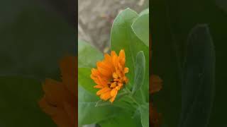 #flowerplants #ytshorts #shortsvideo #gardeningvideos #satisfyingvideo #plants