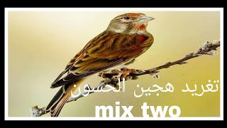 تغريد هجين الحسون mix two كلام ويداني مراكشي