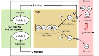 [eSVT] La régulation de la glycémie par le foie et le pancréas