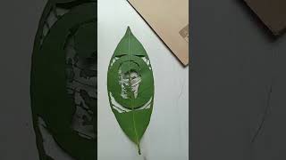 leaf crafting video | #shorts #youtubeshorts #whiteboxmalayalam