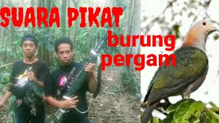 suara pikat burung pergam