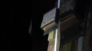 LATE FALL BATS in a BAT BOX!