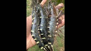 Tiger Prawns #tigerprawn #fishing #fish #trendingshorts #fyiシ゚viral #trendingindia #simplelifelive