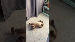 Котобалерина. Делай это упражнение и спина не будет болеть. Cat video #cat #рекомендации #кот #funny