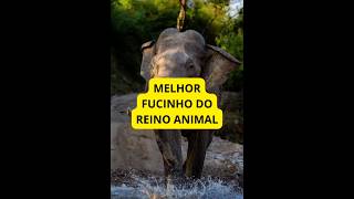 curiosidades sobre o elefante ! #animais #animals #natureza #elefante #curiosidades #foryou #viral