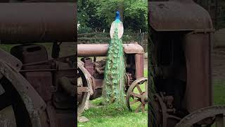 Peacock