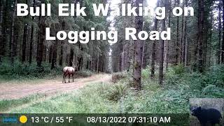 Bull Elk Walking Down a Logging Road Trail Camera Video