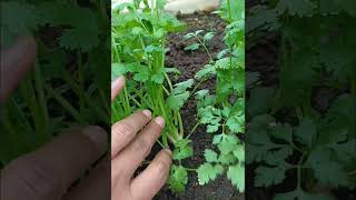 cosecha el cilantro así y tendrás varias cosechas