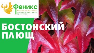 Бостонский плющ - озеленение участка