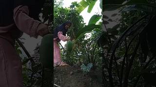 Memetik Sayur Di Kebun Memasak Lodeh Pepaya Muda Peyek Udang #shorts