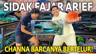 CHANNA BARCA FAJAR ARIEF BERTELUR! TERNYATA MASIH BANYAK IKAN MEWAH PELIHARAANNYA!  PART 2