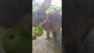 #rabbit #pets #puppy #cute #rabbitt #bunny #pet #houserabbit #rabbiteating