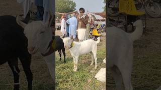 Teddy Gulabi Male Breeder