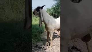 Amazing goats videos #goat #youtubeshorts #camells #youtubevideos #animals #youtube #ytshorts