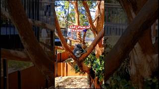 BEST View Of These Fluffy and Cute Koalas 🥰 #shorts #australia #cute #zoo