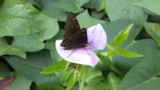 Corn Failing, Potato Leaf And Bean Harvest, Garden chat.