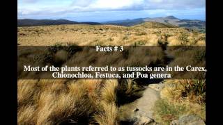 Tussock grasslands of New Zealand Top # 5 Facts