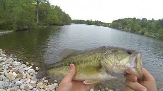 Catching TOADS!!! + SAVING a BASS!!!