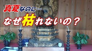 『樒』なぜ枯れないの？？〜しきみ・しきび…関西では「しきび」と発音することが多いと思います