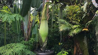 Virtual Tour July 28, 2021: Corpse Flower in the Climatron