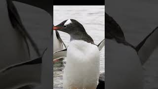 Satisfying Penguin take Bath.🐧❤️..#aquatic #pleasant #satisfying #trending #beautiful #penguin #love