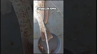 Corvina pescada con poco.  Difícil de creer pero cierto. #torneomundial