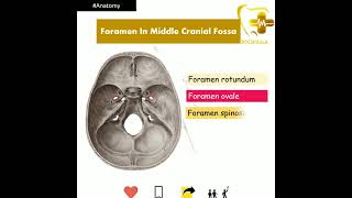 INBDE/INICET/NEET MDS- Foramen in Middle Cranial Fossa- Anatomy 💀