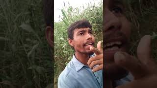 channa ve singing song / ucha pind