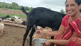 Goat and sheep method prepare for milking by hands 😍🔥