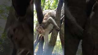 Feeding wild monkeys in Amber troop ep219 #monkeyaction #monkey #animals