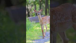 Beautiful little Fawn