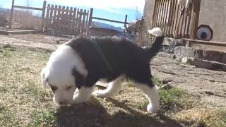 Aster and Iris - Five Weeks Old - 3/17/22 Playing and Exercising