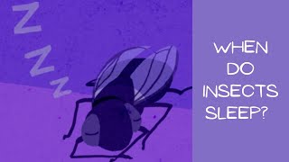 How do Insects sleep?