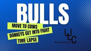 Moving Bulls Into Cow Herd: Time Lapse Of The Cattle Grazing