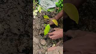 We are planted small_mango_tree✅🌲  save tree save life #ytshort @YouTube @unique3344 #short