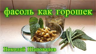 спаржевая фасоль как горошек, спаржевая фасоль рецепты.