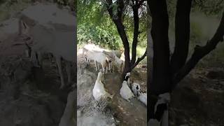 Amazing goats🐐 in village #goat #youtubeshorts #camel #youtubevideos #ytshorts #youtube