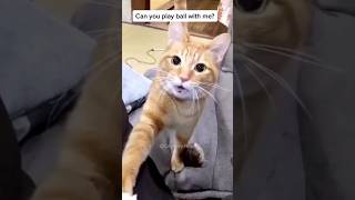 #27 Funny Cat videos 🐱🐱 #meowing #memes #cute