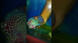 What's happened my hand😭😨 | fish bite my hand | #shorts#fish