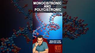 Monocistronic and Polycistronic Gene expression | Molecular Basis of Inheritance | #NEET #BIOLOGY