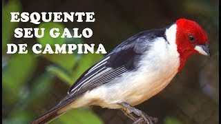 CANTO DE FÊMEA PARA ESQUENTAR GALO DE CAMPINA