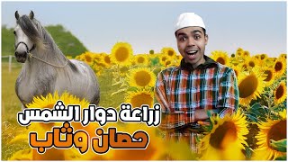 محاكي المُزارع ! Ranch Simulator مشروع زراعة دوار الشمس و تطوير وثاب !! 🔥