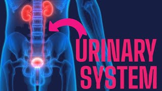 SCIENCE 6 QUARTER 2 l Urinary System: Parts and Functions Explained!