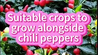 Suitable crops to grow alongside Chili Peppers