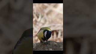 山雀#birds #nature