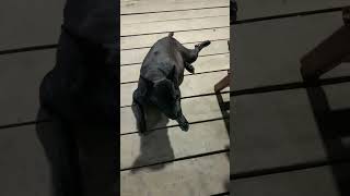 Dog black dog. short video , pets animals