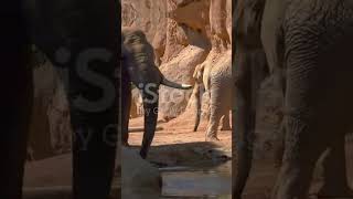 Zoo de Madrid: Un Encuentro Inolvidable con la Fauna del Mundo