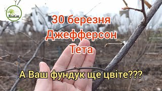 Джефферсон Тета 30 березня 2024. А Ваш фундук ще цвіте?