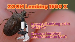 ZOOM LEMBING 1600X | HEWAN BAU DAN PENYUKA CAHAYA